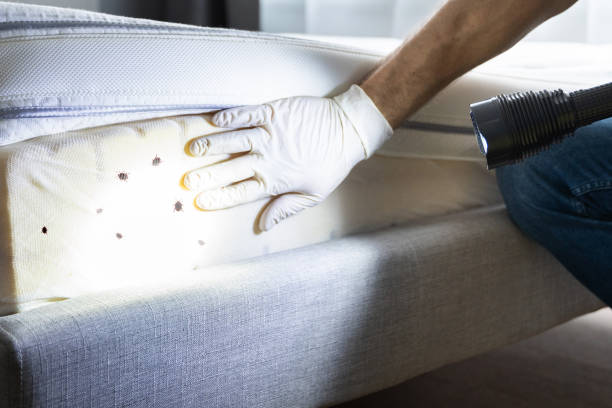 Best Local Pest Control Services  in Rapids, NY