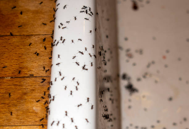 Best Pest Control Near Me  in Rapids, NY
