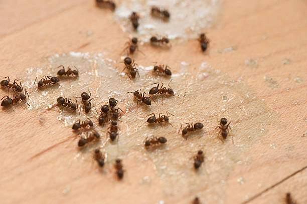 Best Commercial Pest Control Services  in Rapids, NY